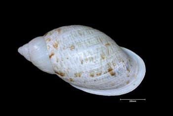 Media type: image;   Malacology 181421 Aspect: dorsal